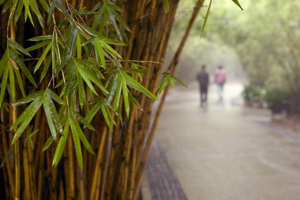bamboo by road