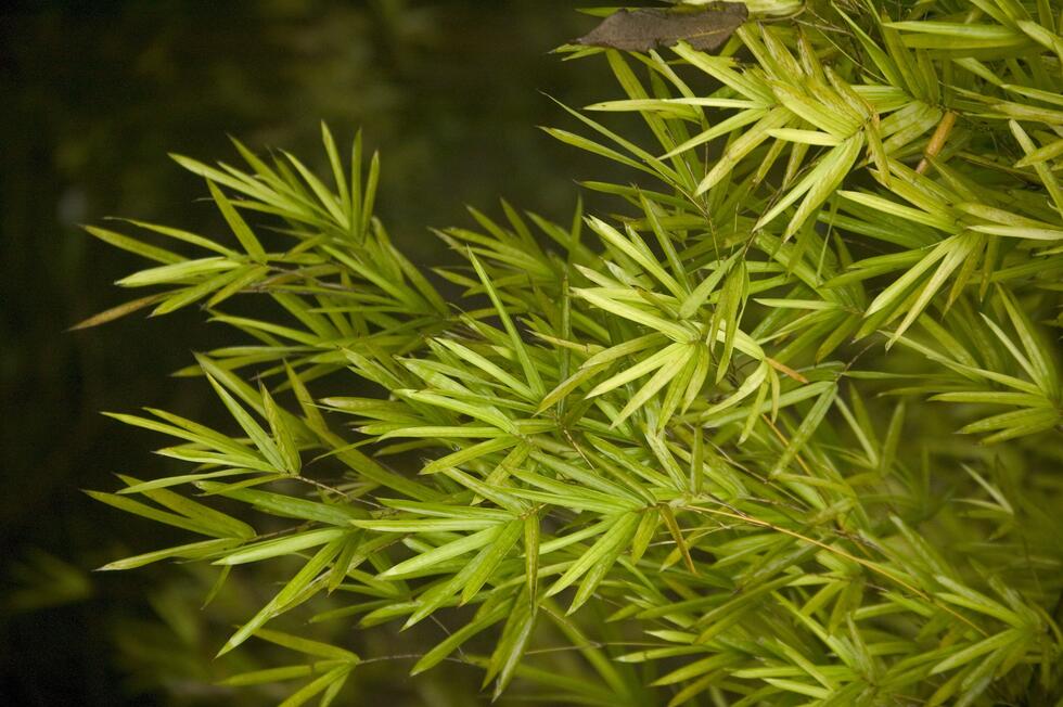 bamboo fronds