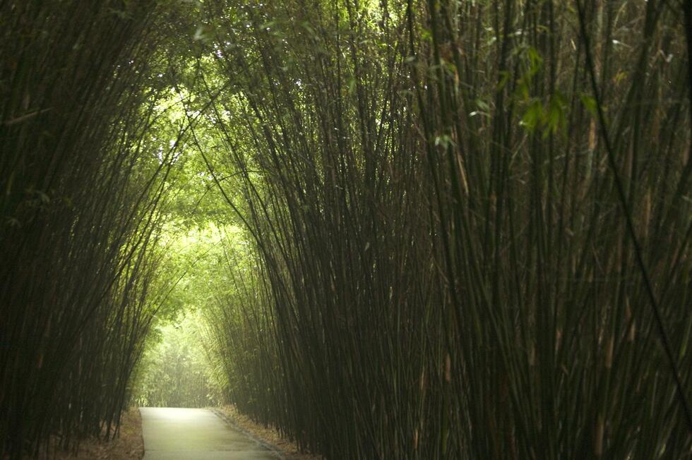 bamboo tunnel